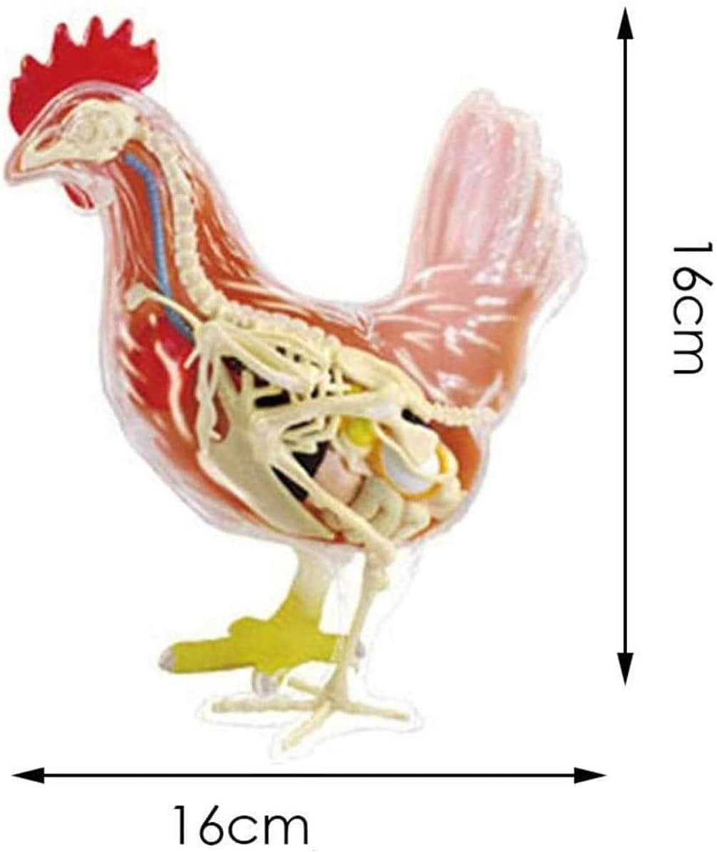 Pollo Modelo Anatómico Veterinario