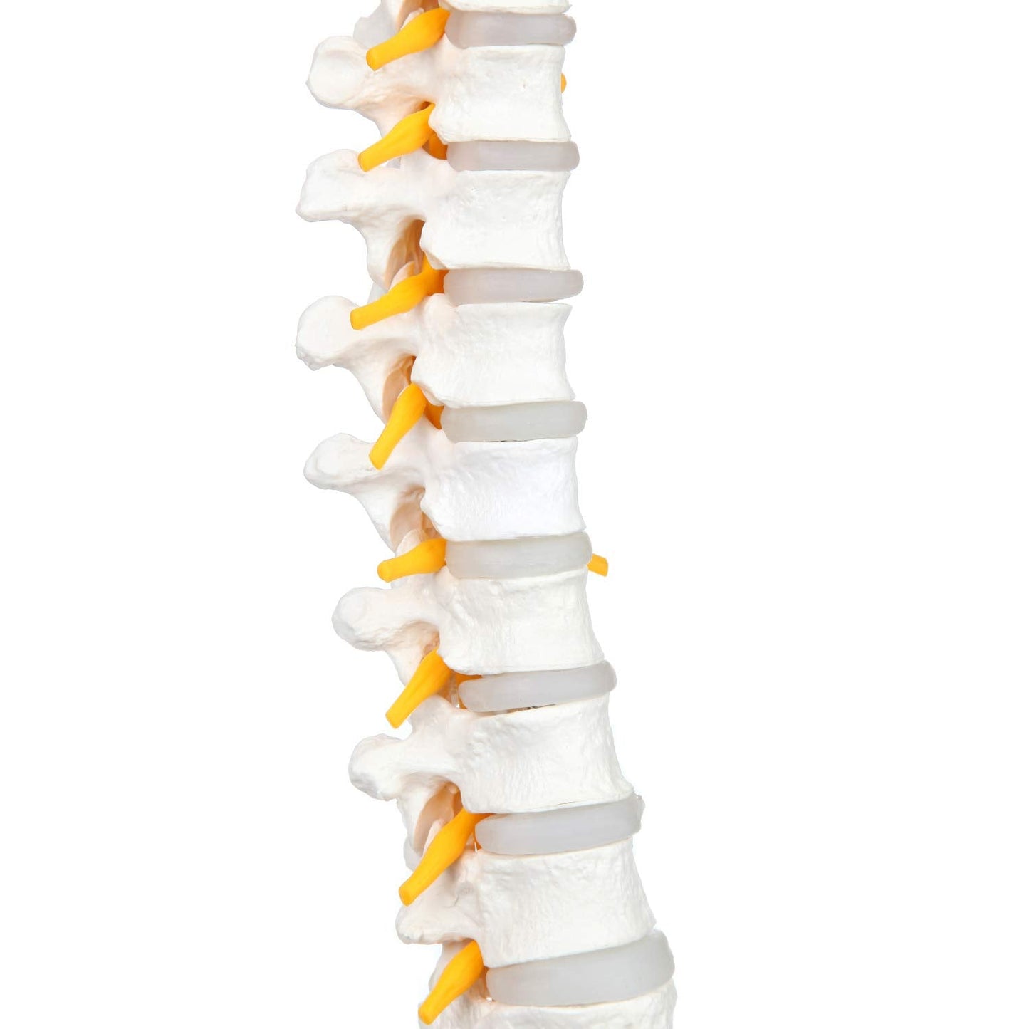 Columna Vertebral Escala Humana