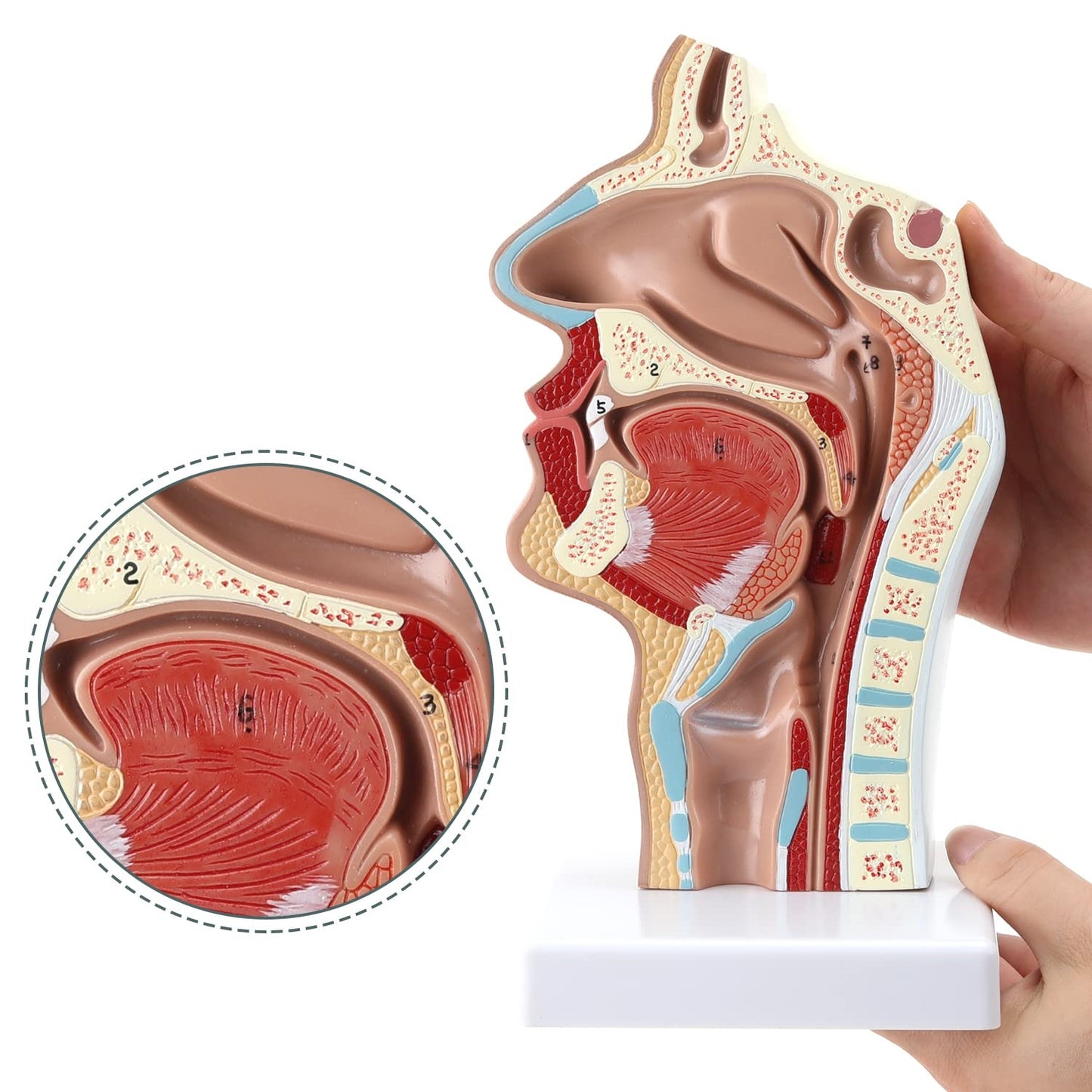 Cabeza y cuello, cavidad nasal, oral, laringe Corte Sagital