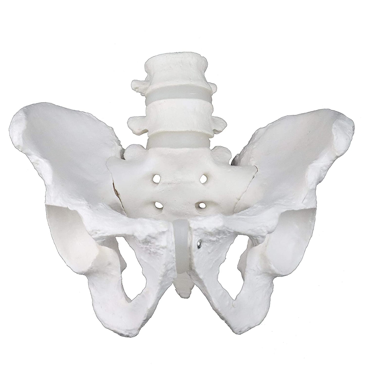 Pelvis Masculina con Vértebras Lumbares