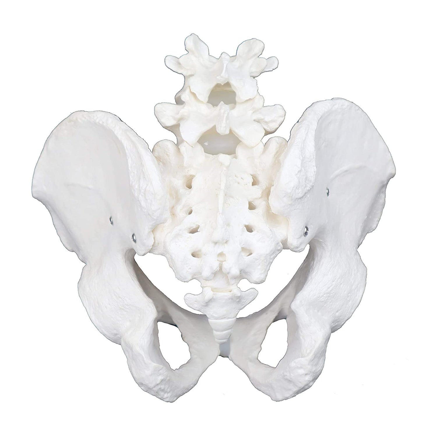 Pelvis Masculina con Vértebras Lumbares