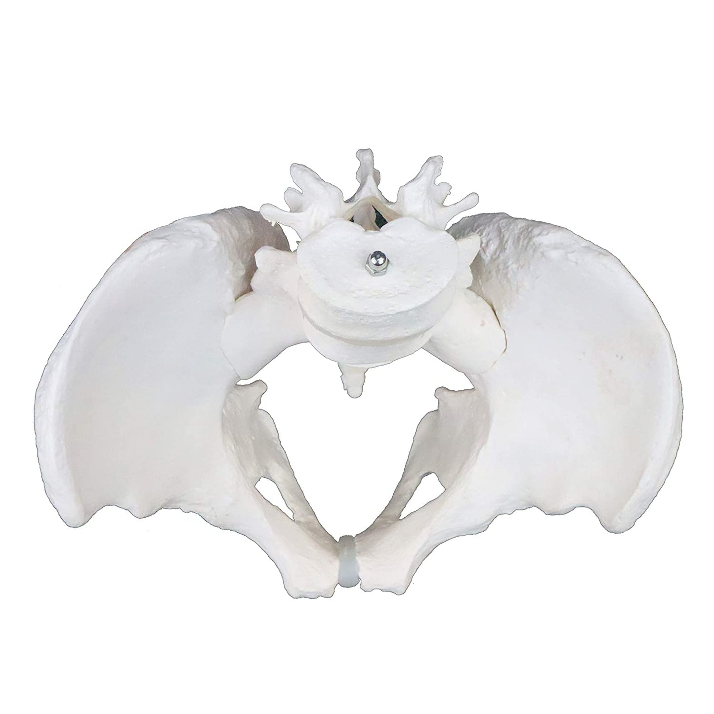 Pelvis Masculina con Vértebras Lumbares