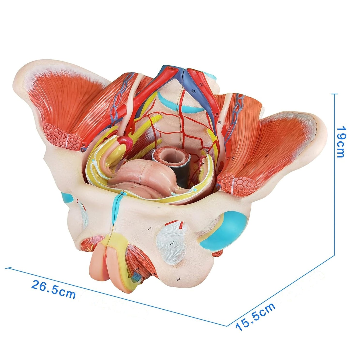 Pelvis Femenina Piso Pélvico 4 partes