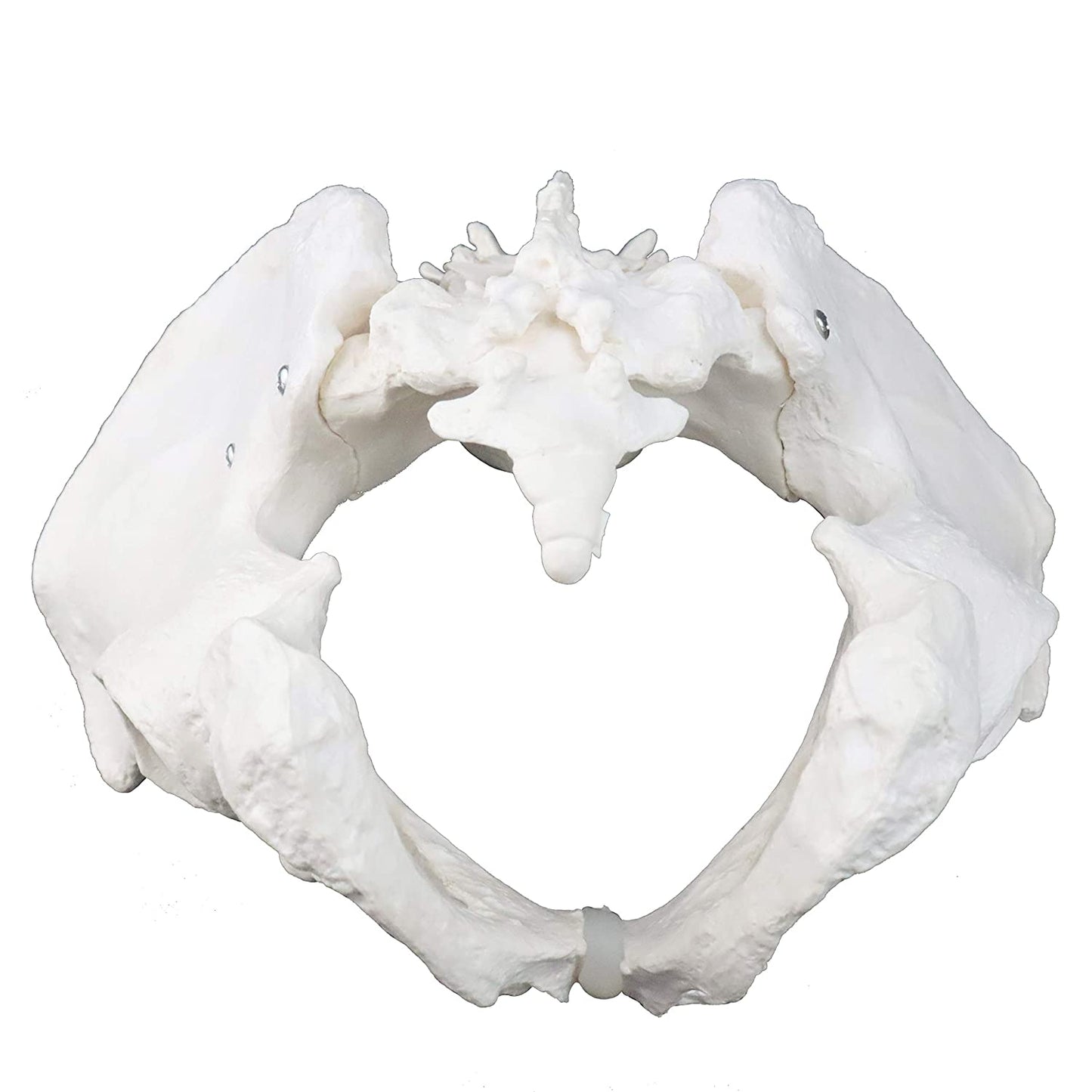 Pelvis Masculina con Vértebras Lumbares