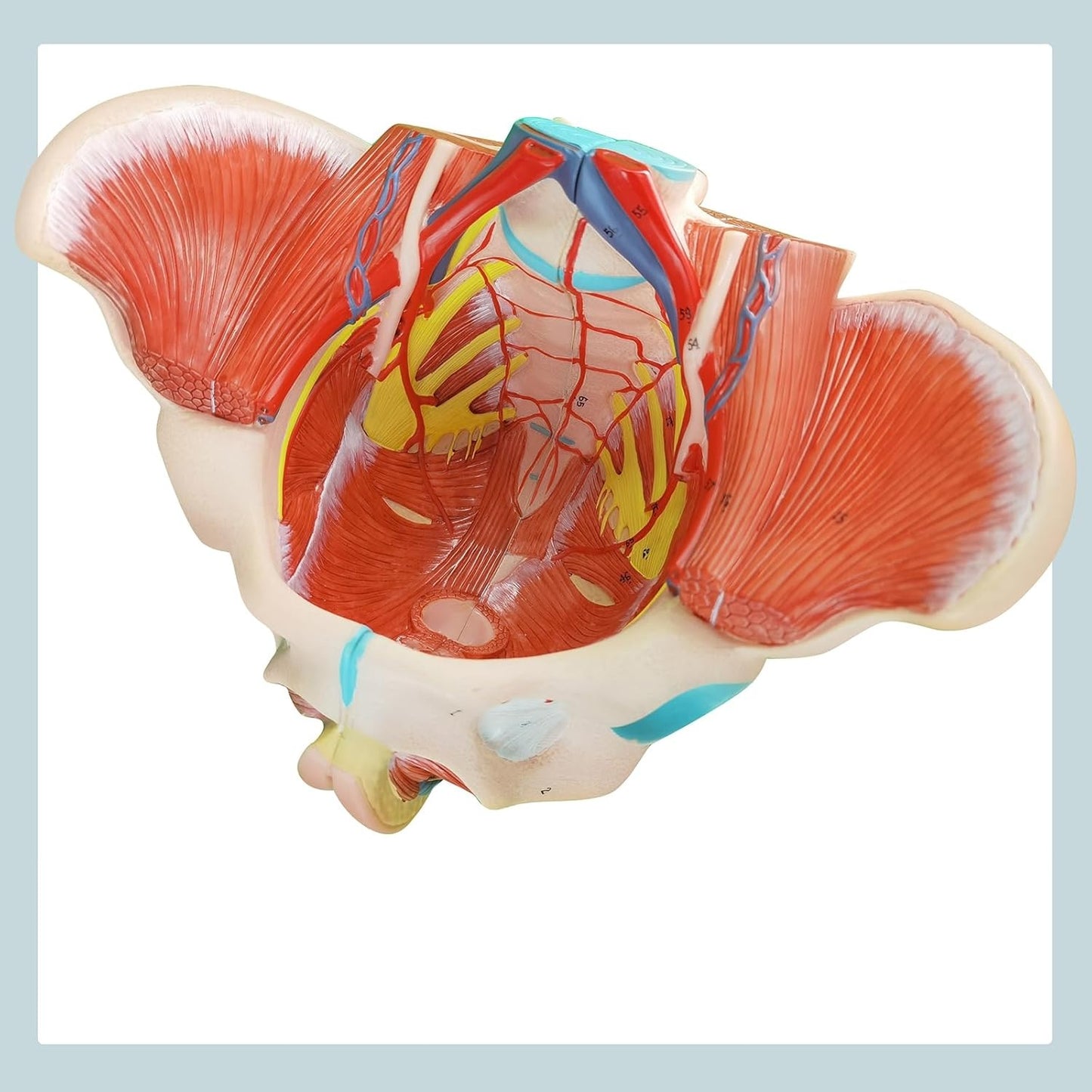 Pelvis Femenina Piso Pélvico 4 partes