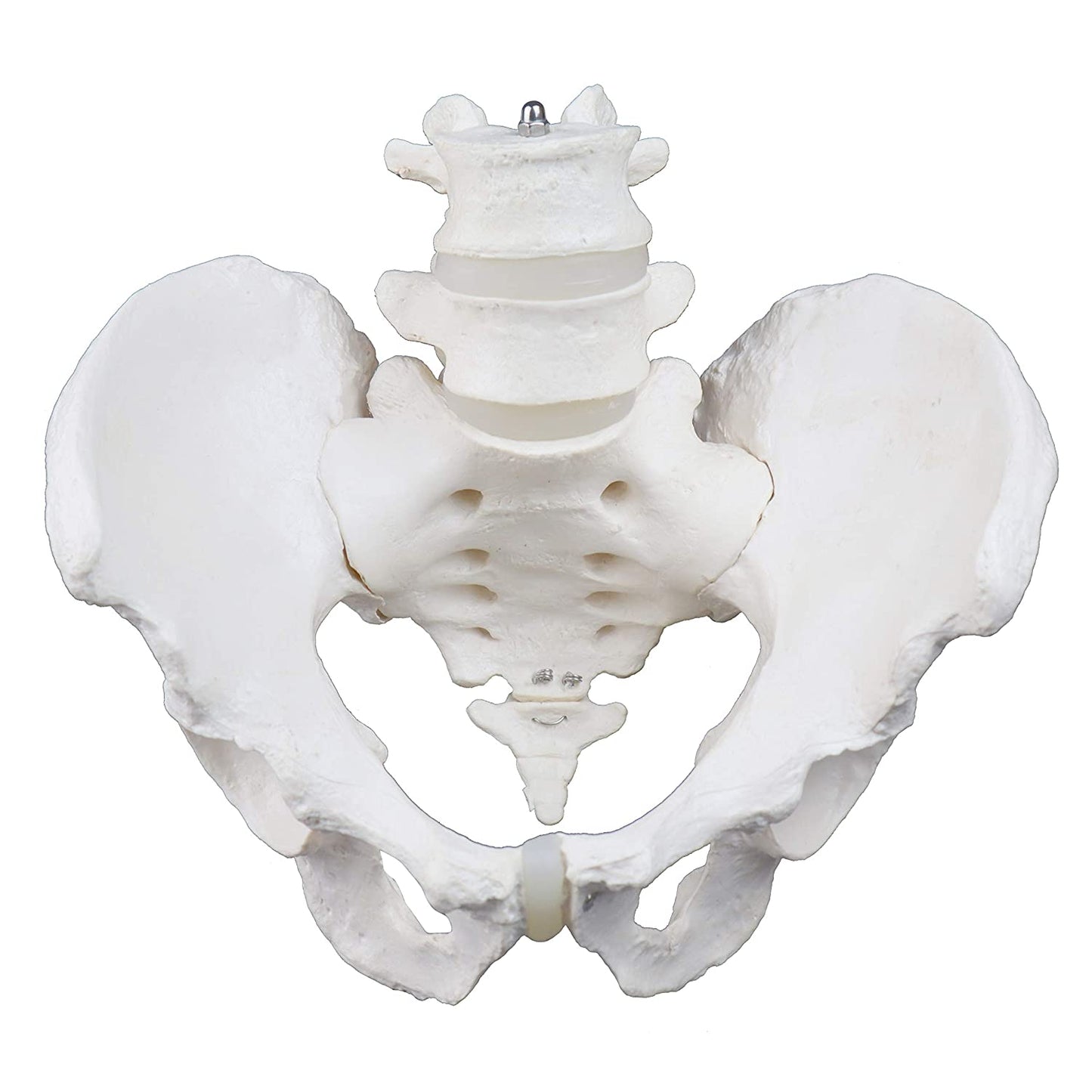 Pelvis Masculina con Vértebras Lumbares