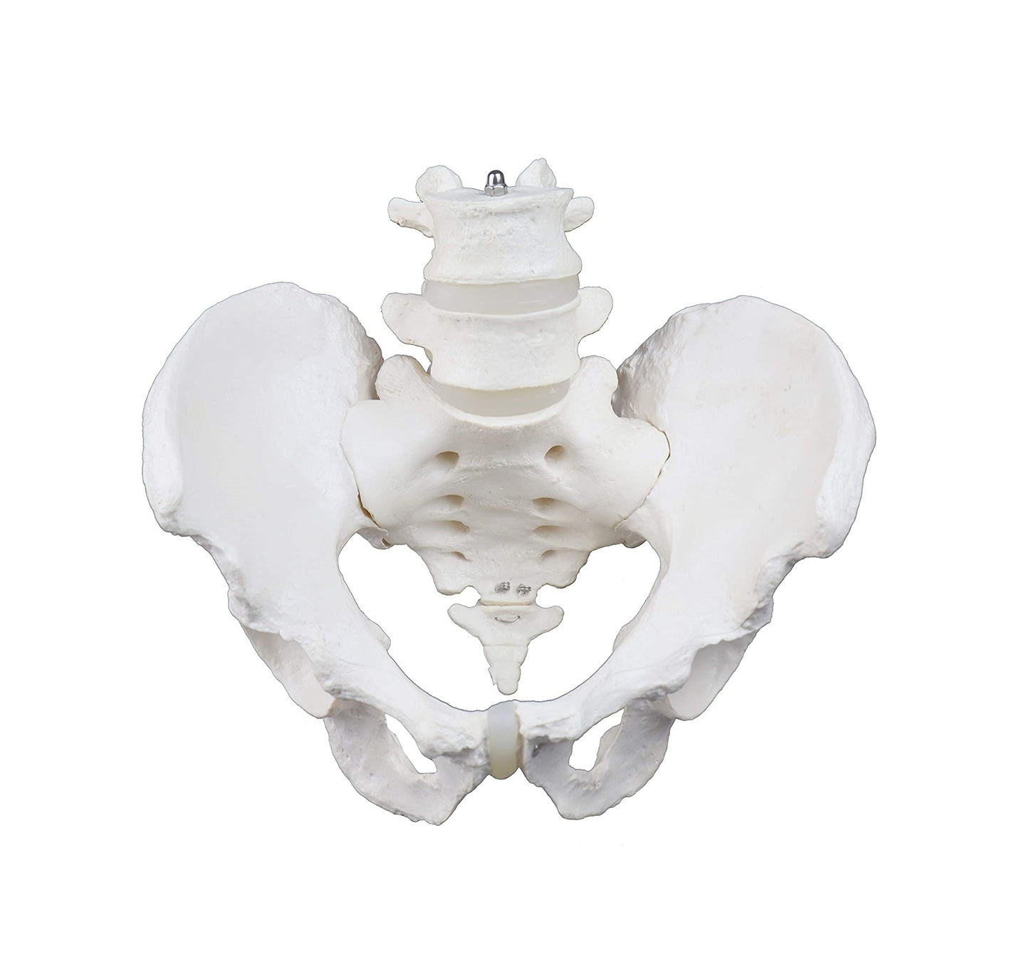 Pelvis Masculina con Vértebras Lumbares