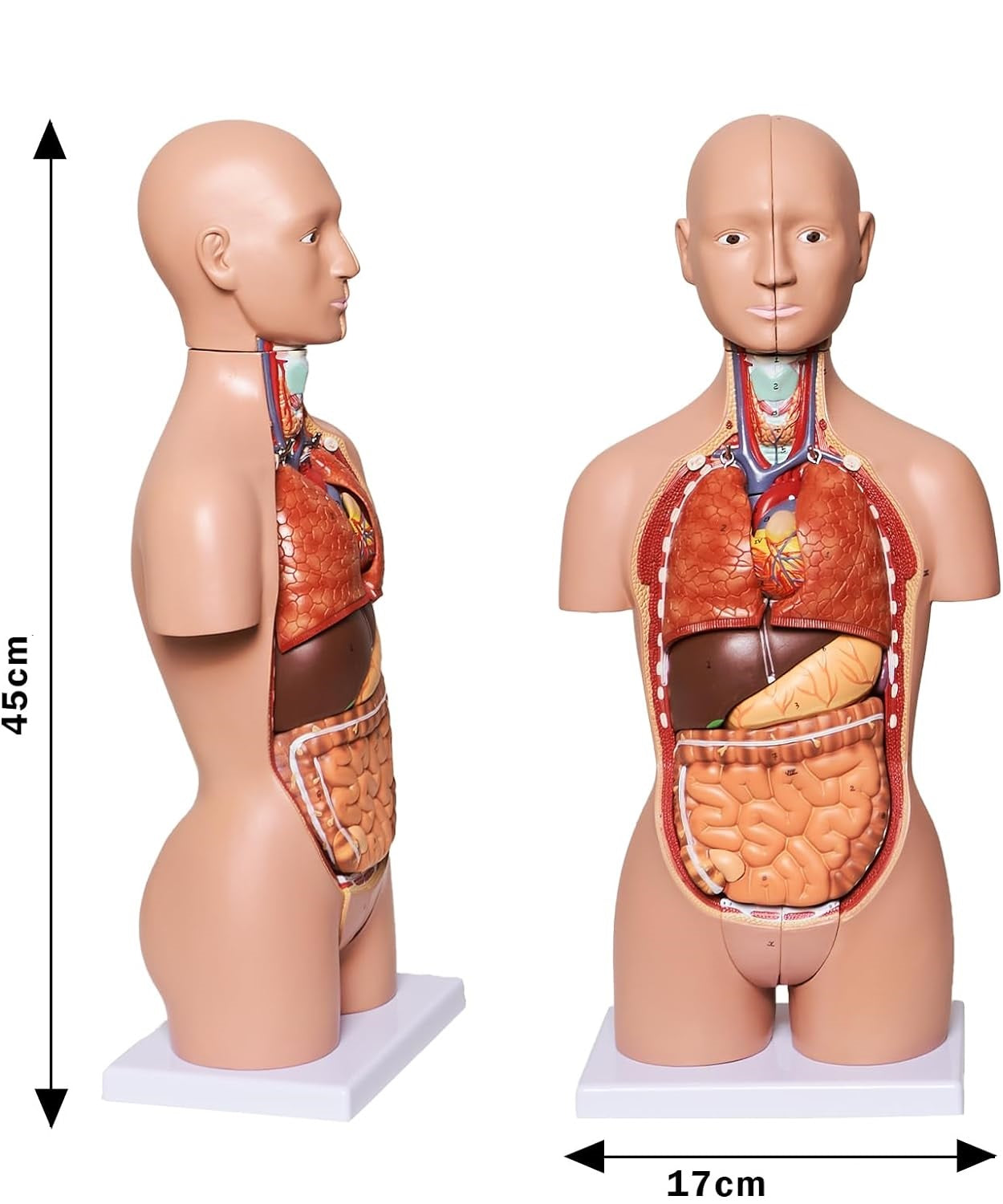 Torso Dual sex 45 cm desarmable 16 partes