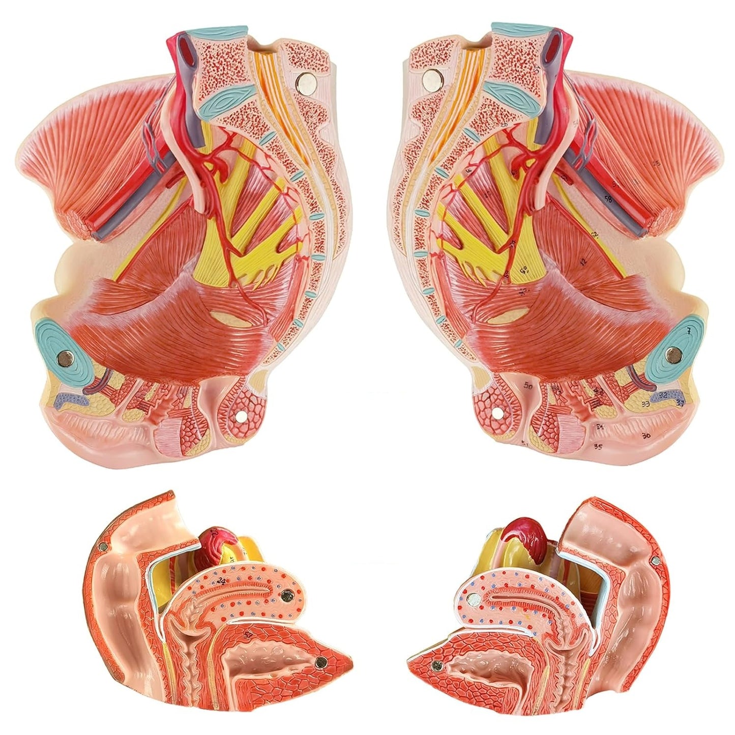 Pelvis Femenina Piso Pélvico 4 partes