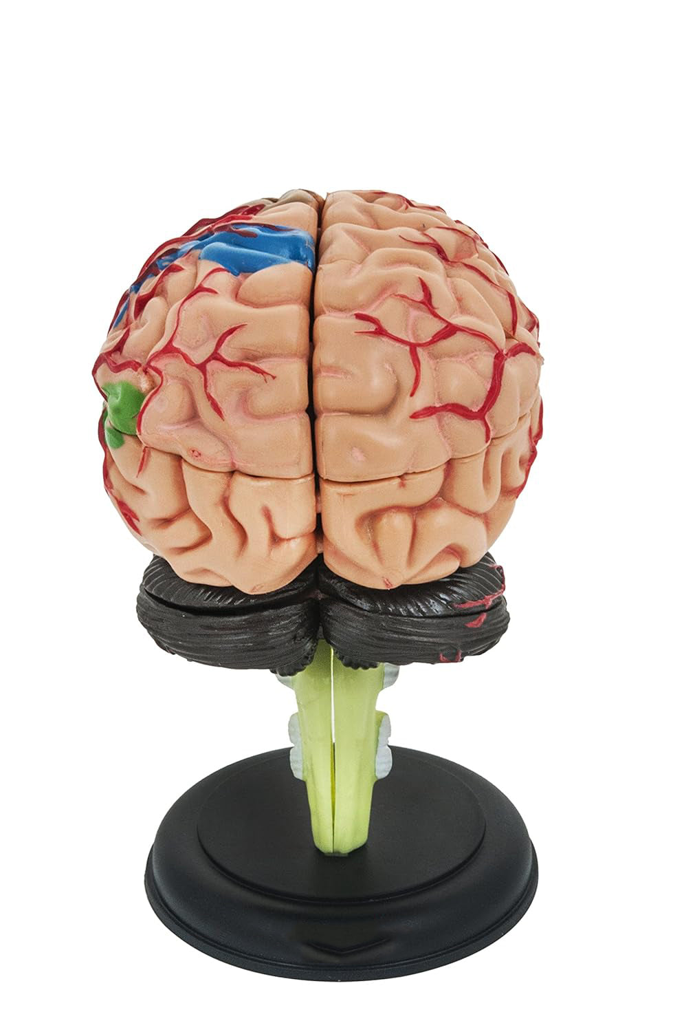 Cerebro pequeño desarmable 32 partes