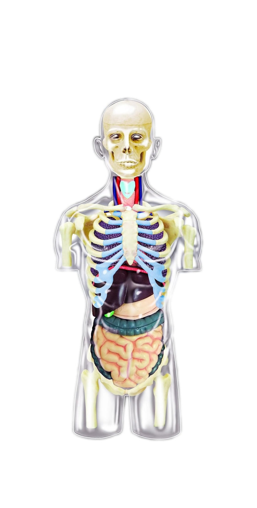 Mini Torso Transparente 20 cm Modelo Anatómico – Manatomicos