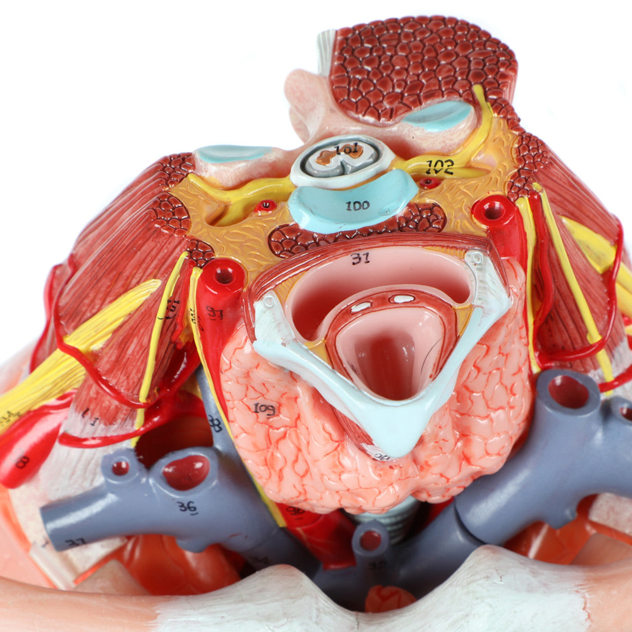 Tórax Modelo de Torso con Órganos Internos Deluxe