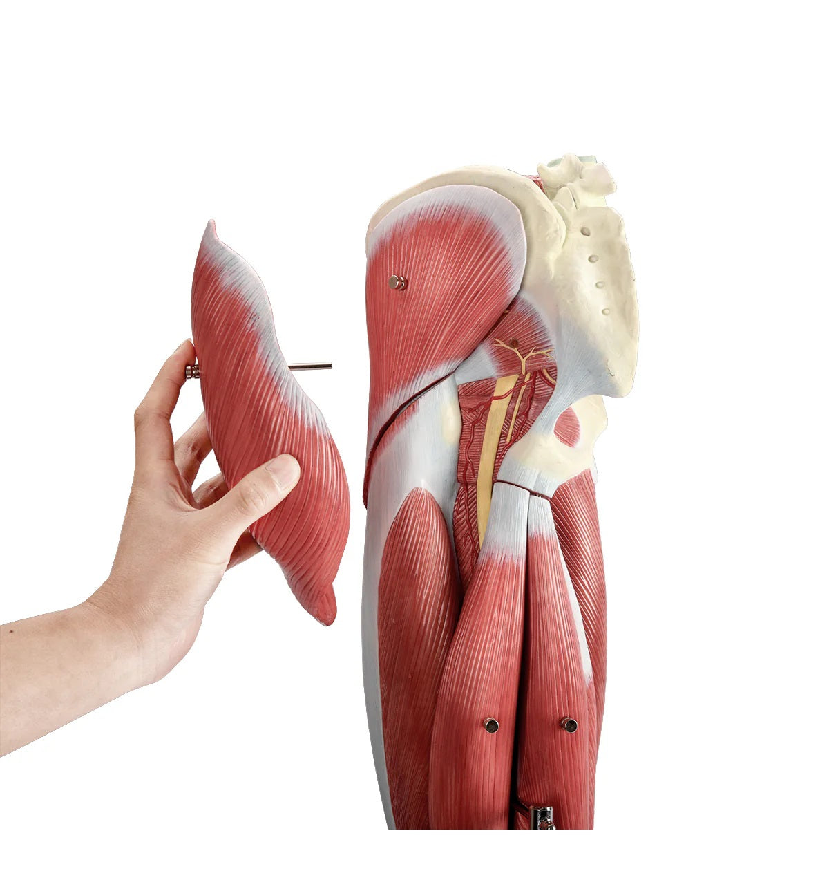 Pierna Humana Músculos Desarmable 13 partes Tamaño Natural