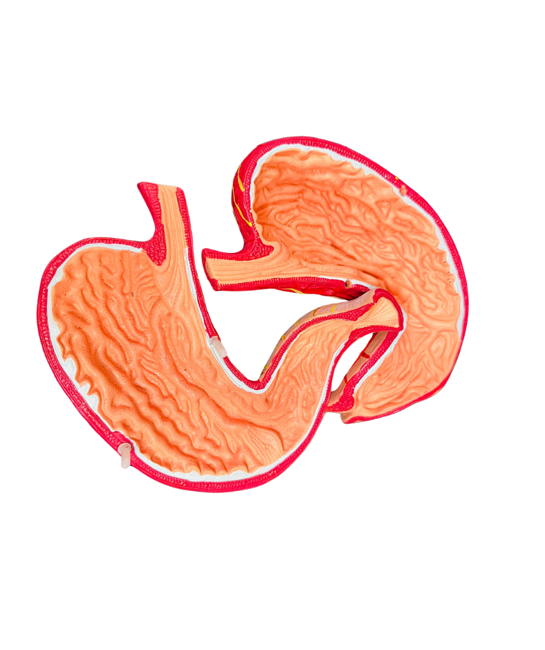 Estómago Sistema Digestivo Desarmable (Outlet)