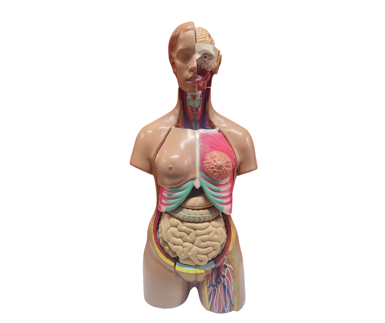 Torso Femenino 85 cm (Outlet)