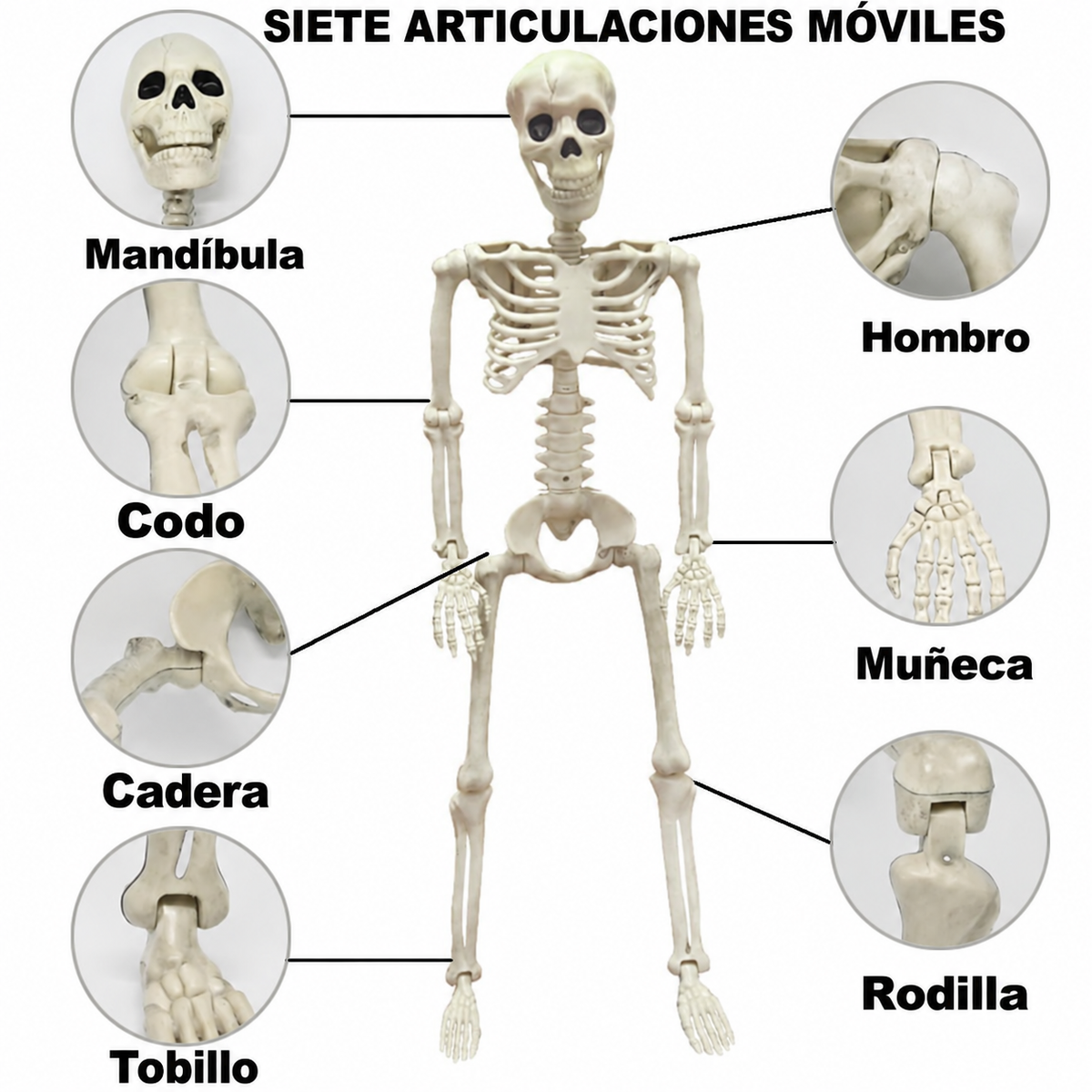 Esqueleto articulado de 90 cm para Halloween