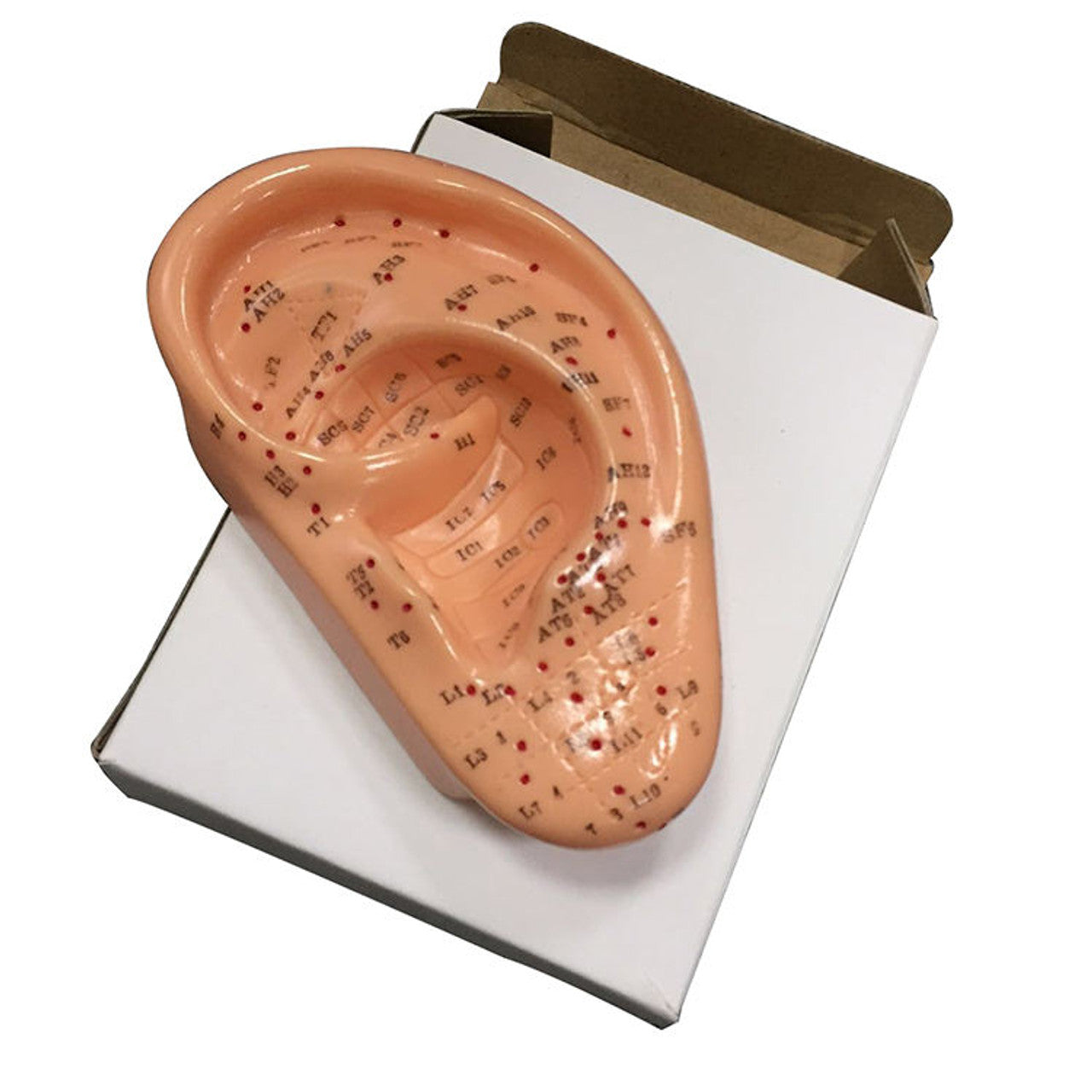 Oreja Acupuntura Auriculoterapia 13 cm