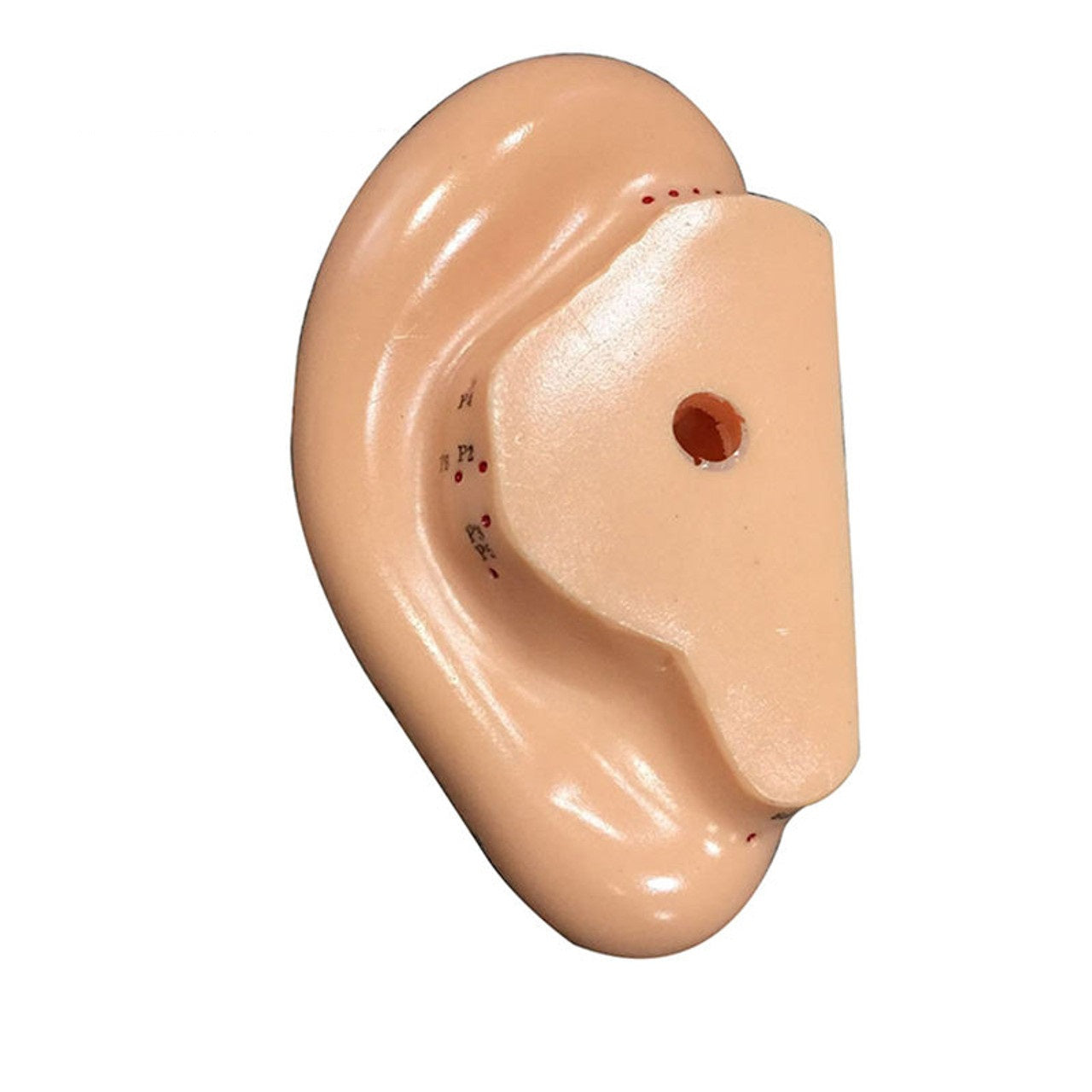 Oreja Acupuntura Auriculoterapia 13 cm