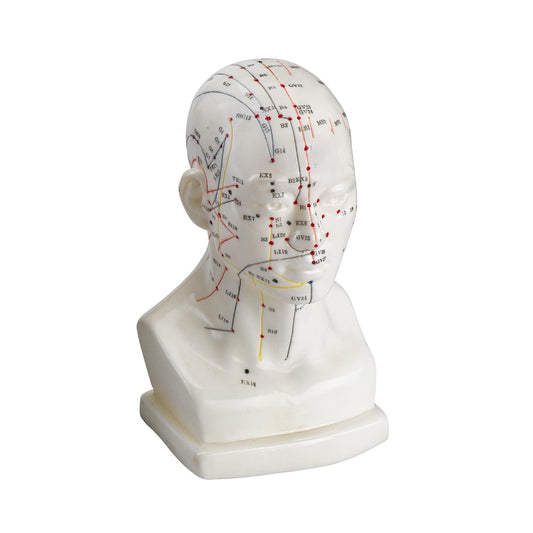 Cabeza Acupuntura 20 cm