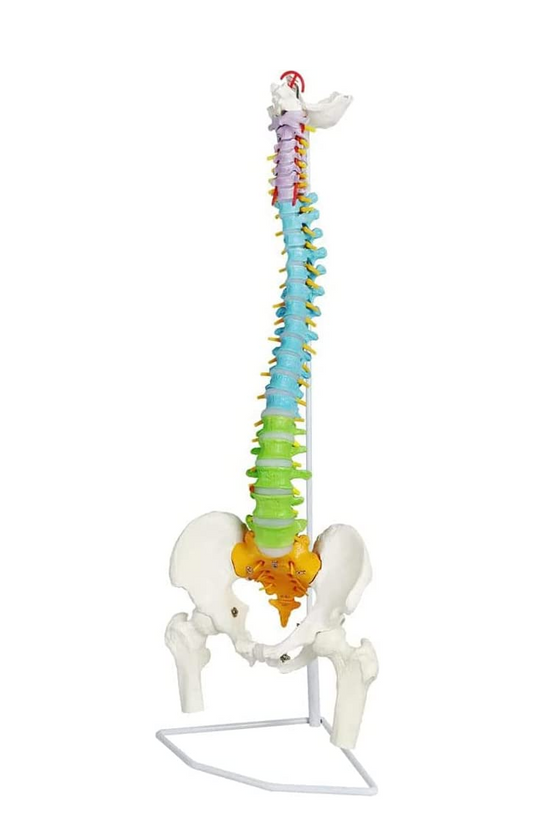 Columna Vertebral Color Escala Humana Fémur