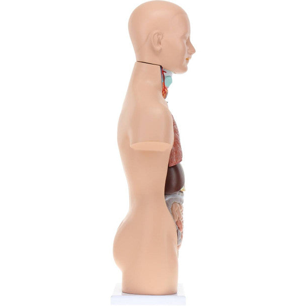 Modelo Anatómico de Torso Humano Unisex - 85 cm