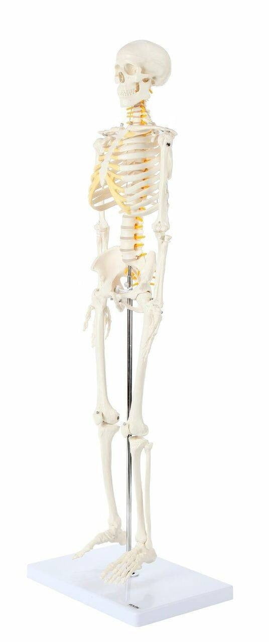Esqueleto 85 cm Nervios espinales