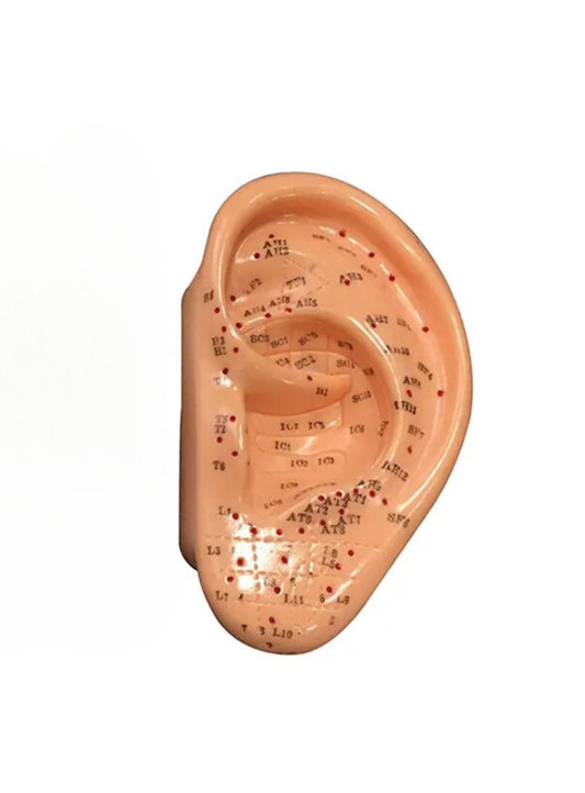 Oreja Acupuntura Auriculoterapia 13 cm