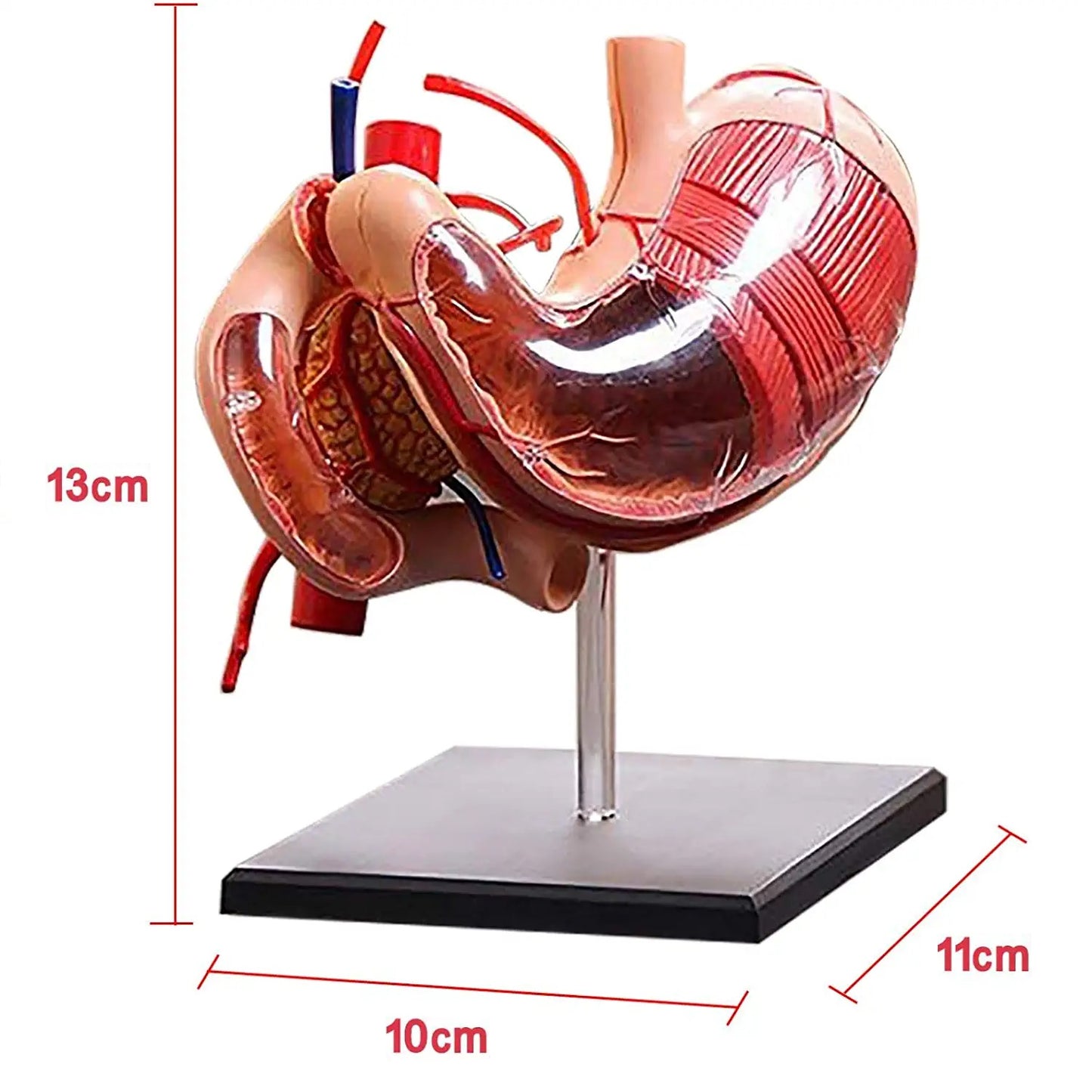 Mini Estómago Sistema Digestivo Desarmable