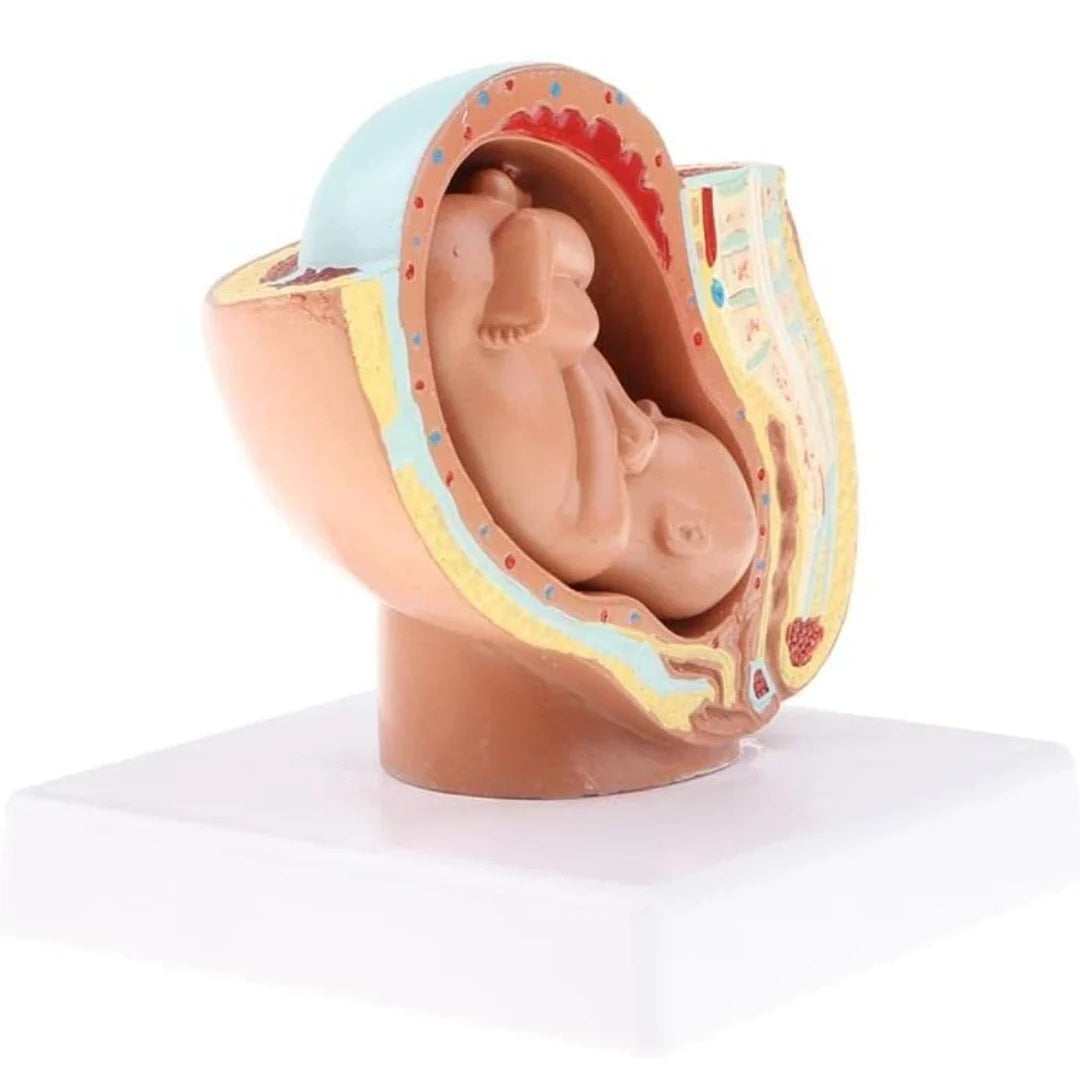 Pelvis Embarazo y Feto 40 semanas Miniatura