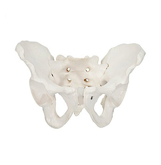 Pelvis Masculina