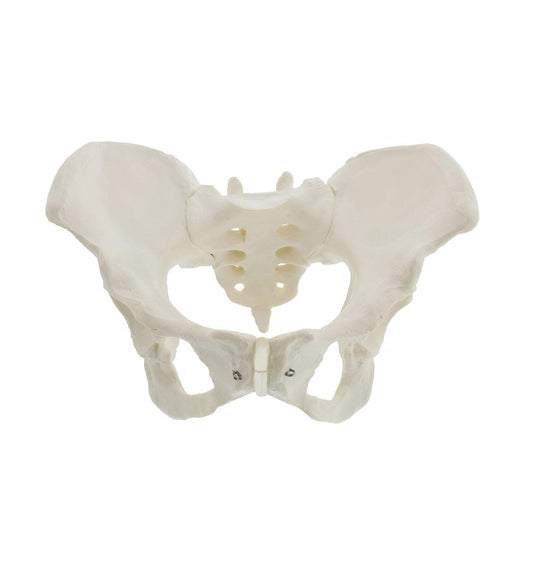 Pelvis Femenina Modelo Óseo