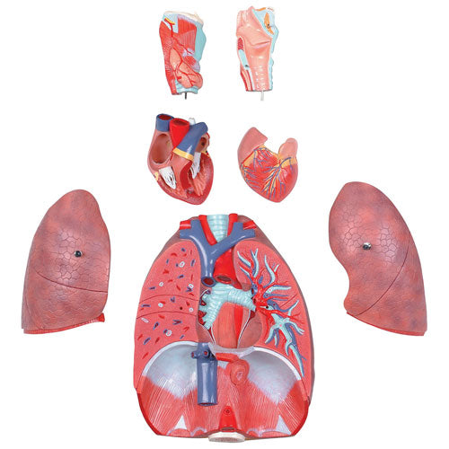 Pulmones Sistema Cardio Respiratorio