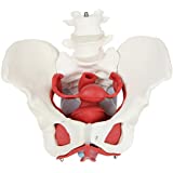 Pelvis con Músculos Suelo Pélvico y Perineo