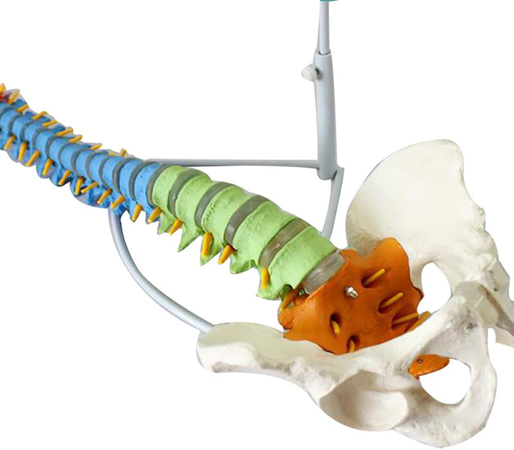 Columna Vertebral Color Escala Humana Fémur