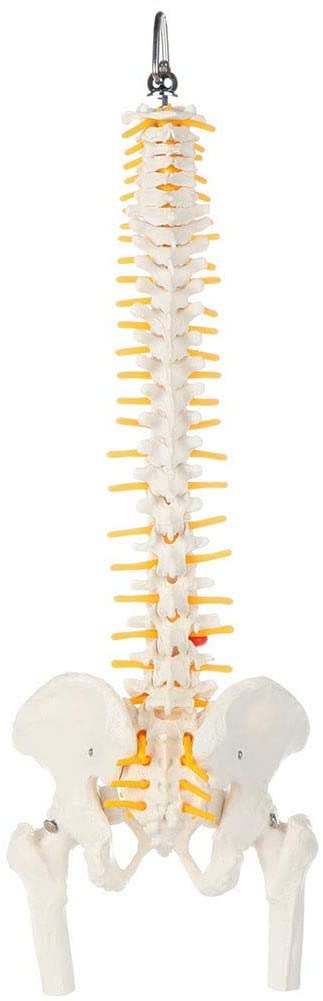 Columna Vertebral 45 Cm Con Cadera