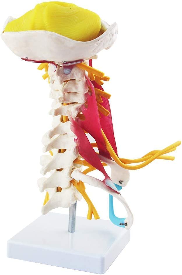 Columna Cervical con Músculos y Nervios