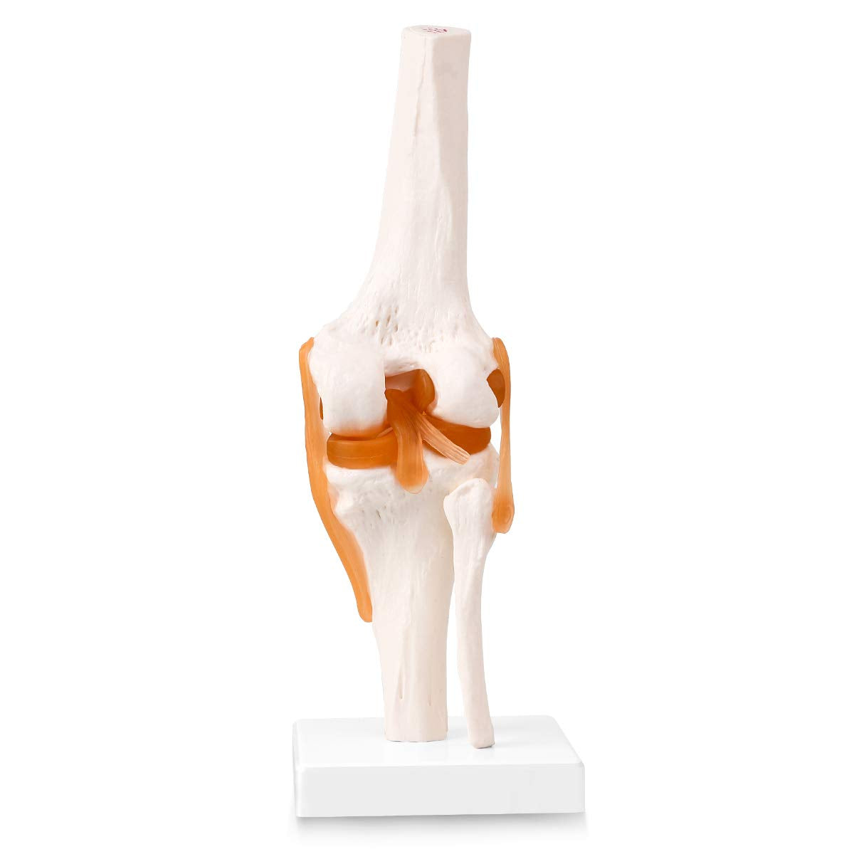 Articulación de Rodilla