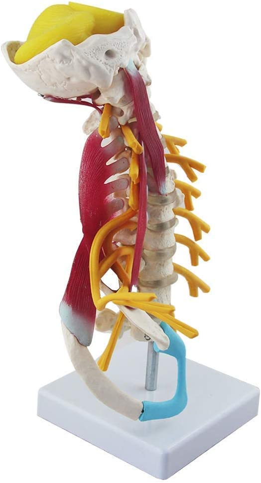 Columna Cervical con Músculos y Nervios