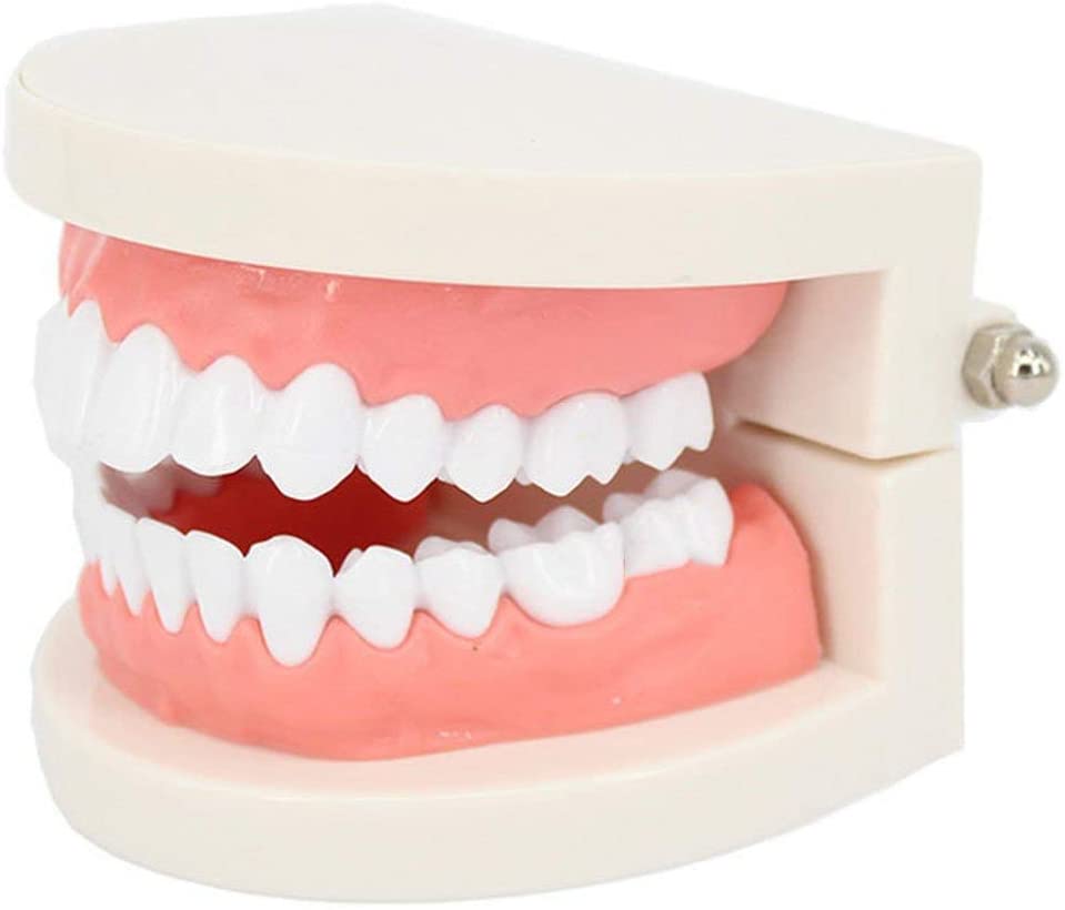 Maqueta Dientes