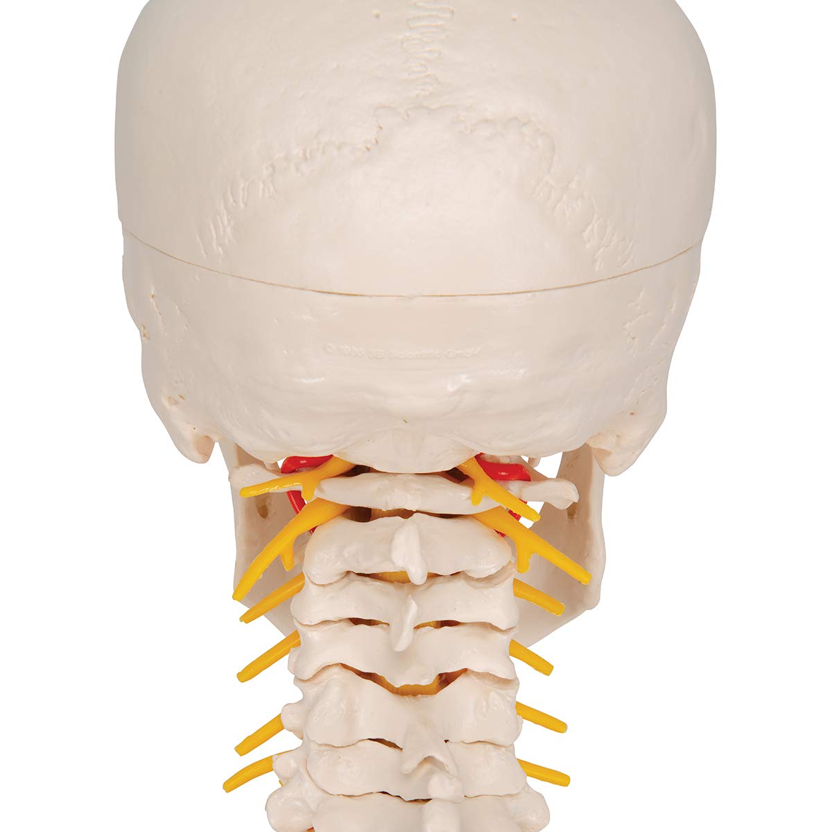 Cráneo con columna cervical