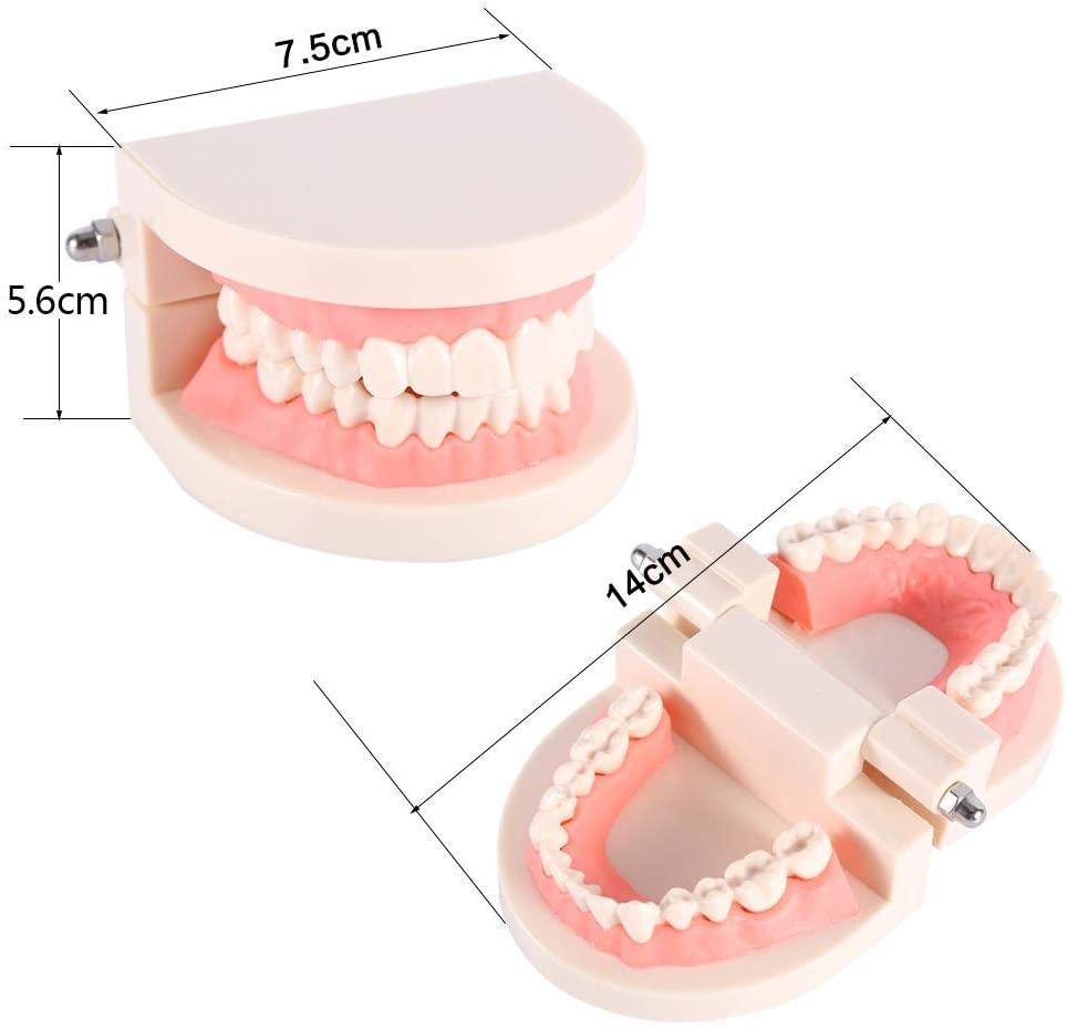 Maqueta Dientes