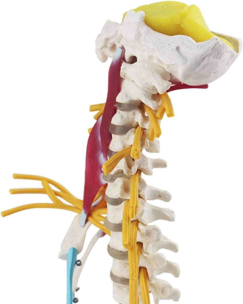 Columna Cervical con Músculos y Nervios