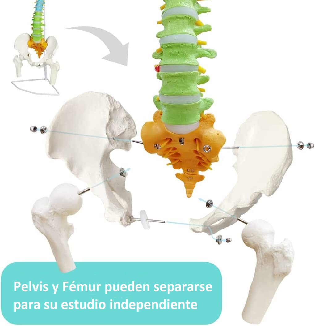 Columna Vertebral Color Escala Humana Fémur