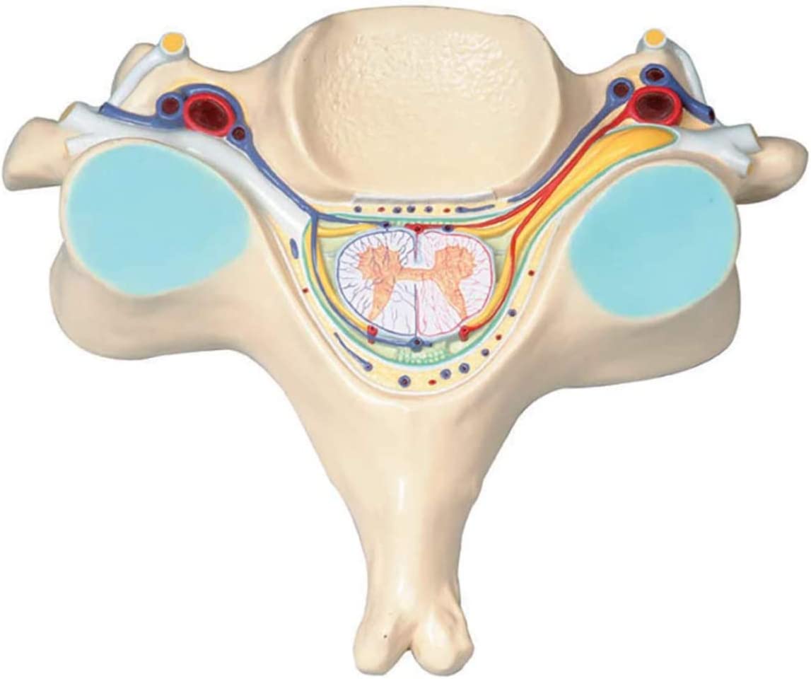 Quinta Vértebra Cervical Corte Transversal