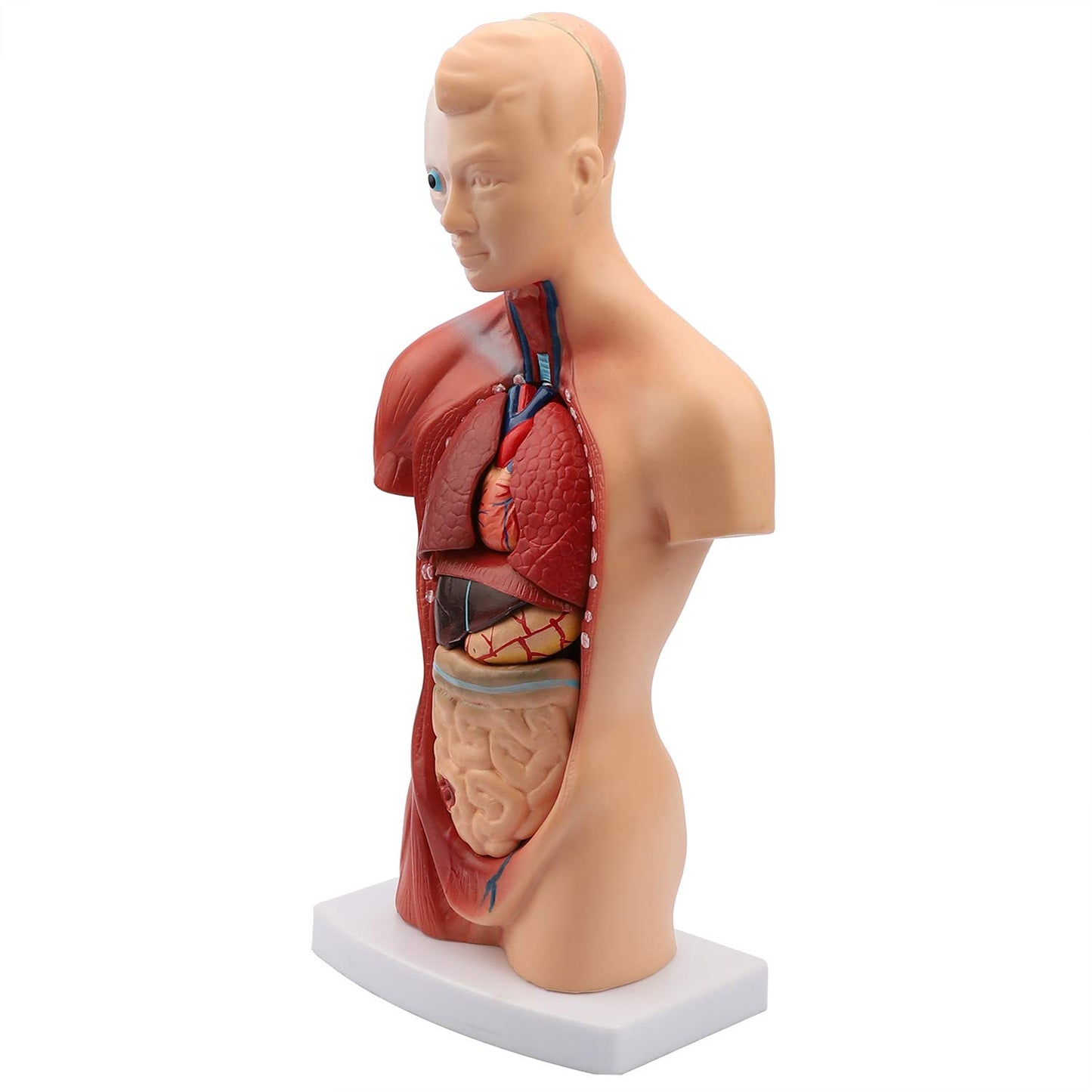 Torso desarmable 28 cm