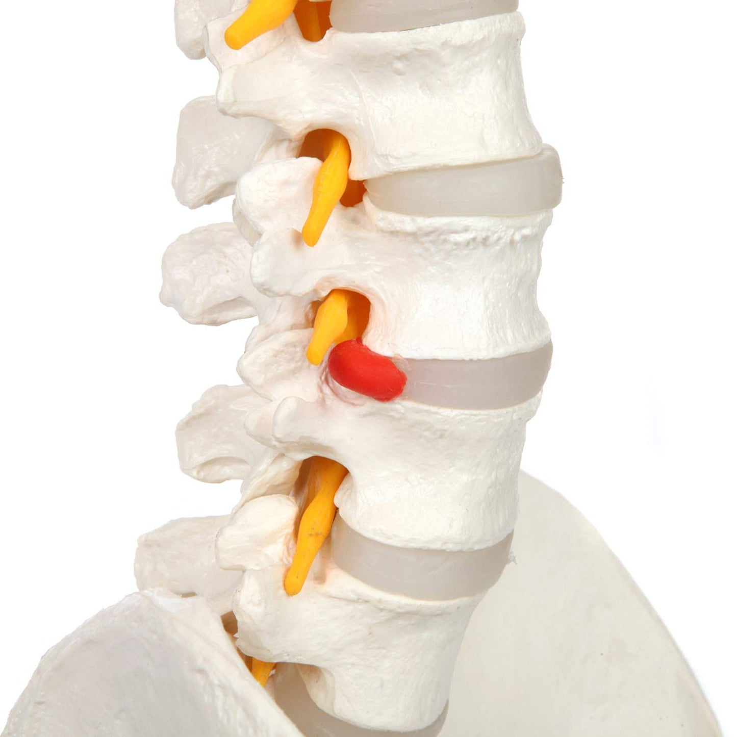 Columna Vertebral 45 Cm Con Cadera