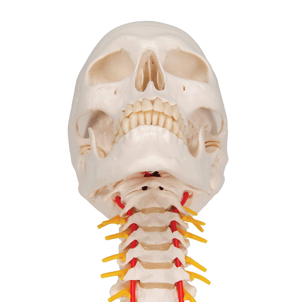 Cráneo con columna cervical