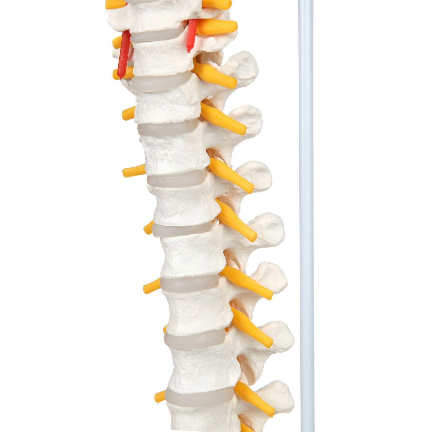 Columna Vertebral 45 Cm Con Cadera