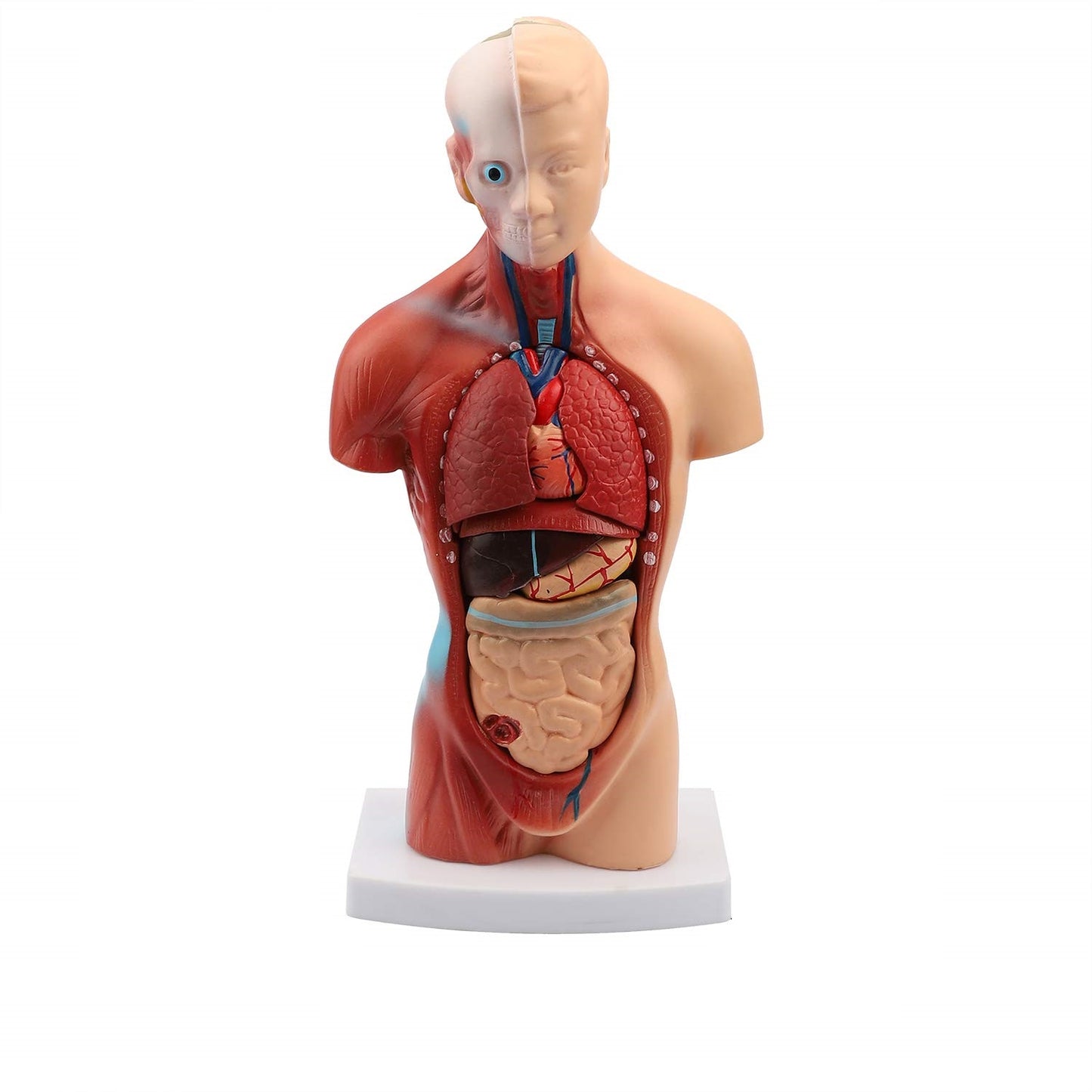 Torso desarmable 28 cm