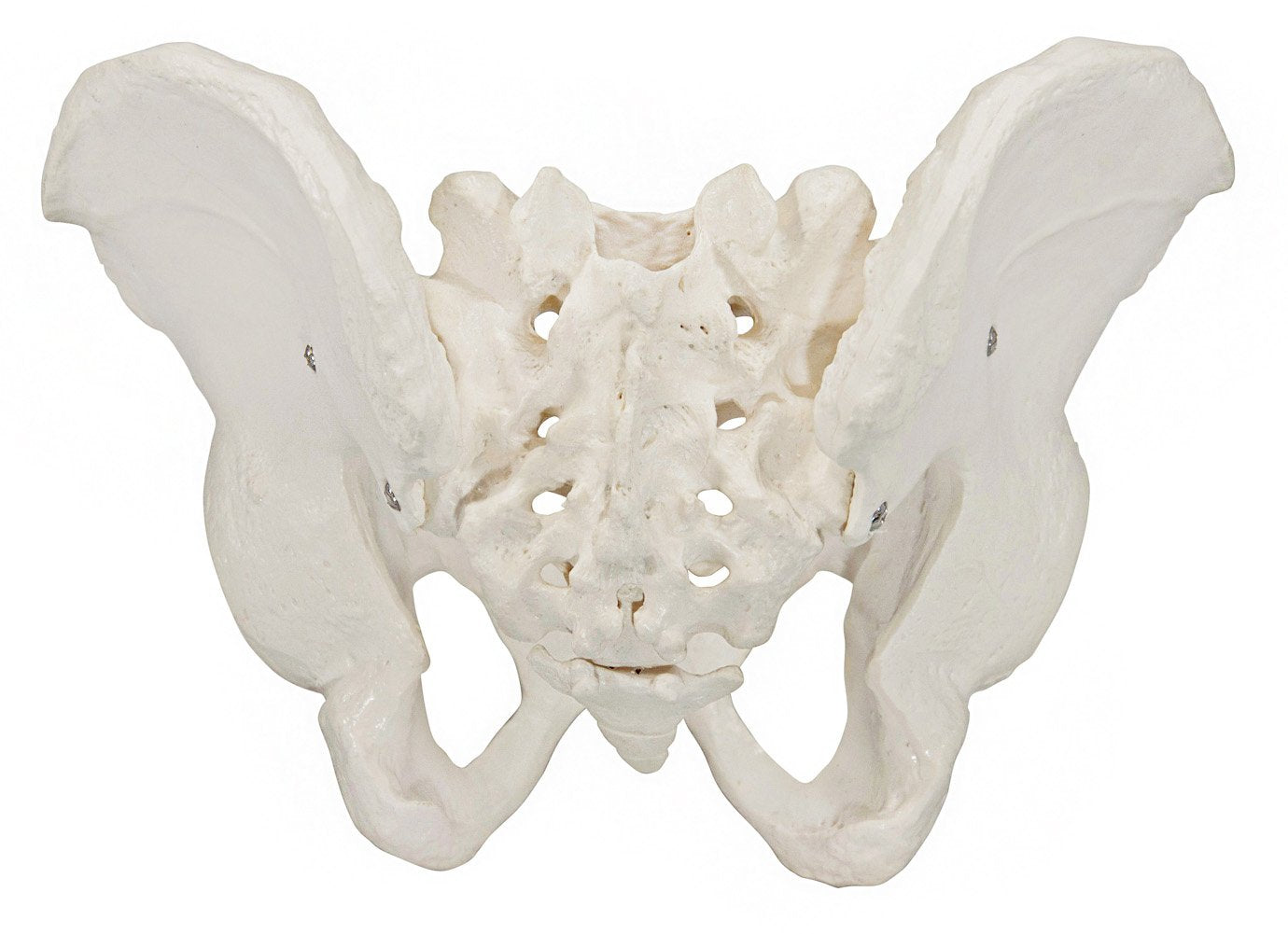 Pelvis Masculina